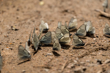 Butterflies