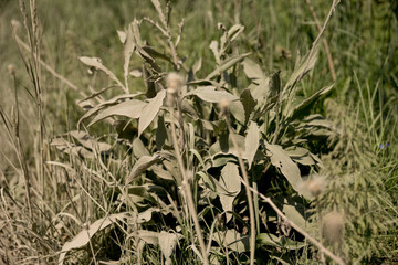 Dusty dirty grass