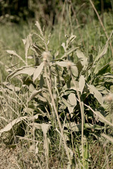 Dusty dirty grass
