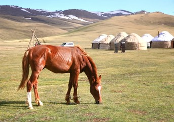 The horse  around ger camp in a large meadow at Song kul lake ,  Naryn of Kyrgyzstan - obrazy, fototapety, plakaty