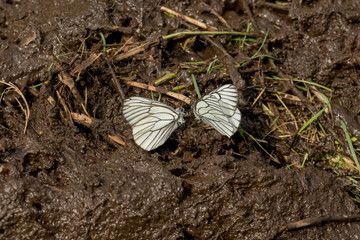 Butterflies on the ground
