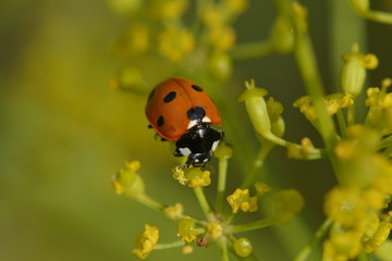 Marienkäfer