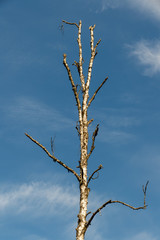 Birch