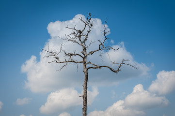 Lonely dead tree clad in a cloud. Blue sky. Summer landscape.