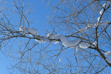 snow covered branch of birch