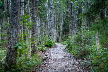 Fototapeta premium Winding road. Meandering road made of white macadam. Ingatsi study trail in Soomaa National Park. Estonia. Baltic. Soft focus.