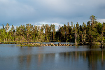 Forest and pond view