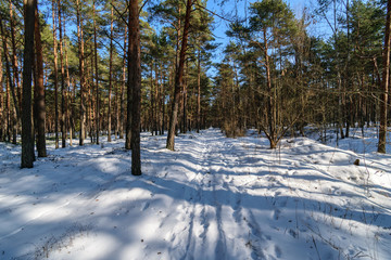 tree trunk textured background pattern