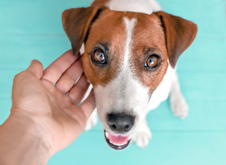 Close-up portrait of curious happy cute dog Jack russell sitting on green blue wooden floor and lookig upwards in to camera. The owner's hand strokes the dog's muzzle.