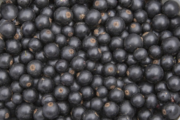 Currant black background