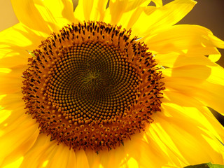 Naklejka premium Sunflower