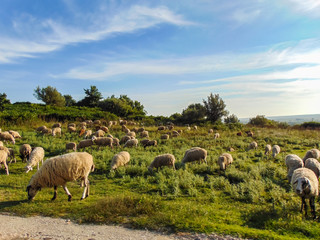 Fototapeta premium A herd of sheep grazes on a meadow.