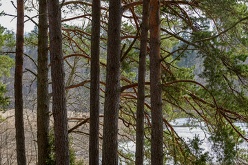 tree trunk textured background pattern