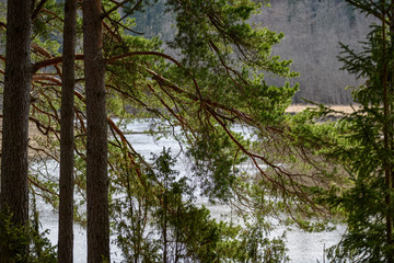 tree trunk textured background pattern