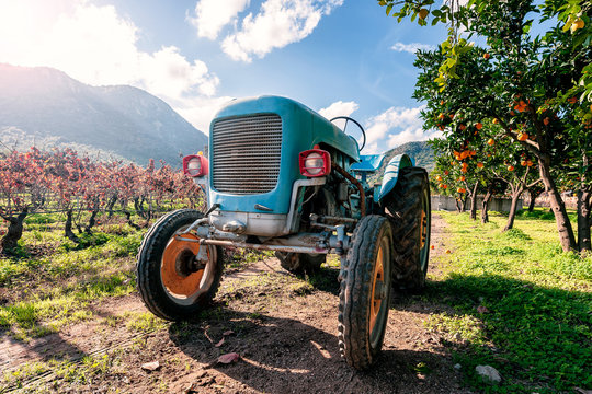 Fototapeta Old light blue tractor for agricultural crops 