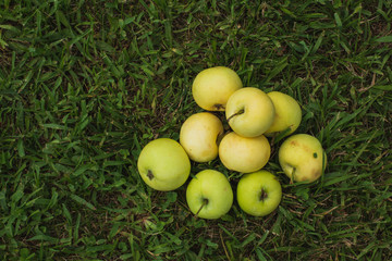 Fresh Riped Sweet Green Summer Apples from Home Grown Garden  in the Grass. Real Organic Apples