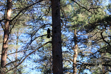 Fototapeta premium Blackbird sitting in a pine tree