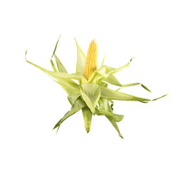 Fototapeta premium corn on isolated white background