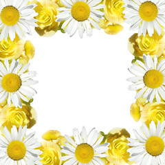 Beautiful floral background of chamomiles and begonias 