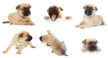 set of cute small dog or puppy in various expressions