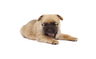 funny baby dog or puppy isolated on white background