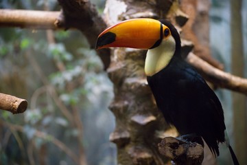 Toucan in zoo