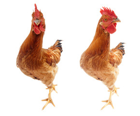 funny and curious rooster chicken looking at camera