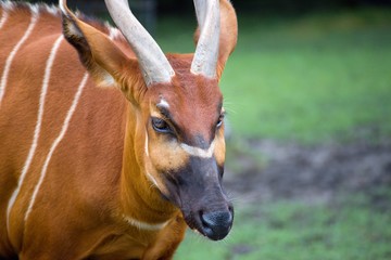 Bongo, Tragelaphus eurycerus - the largest forest antelope