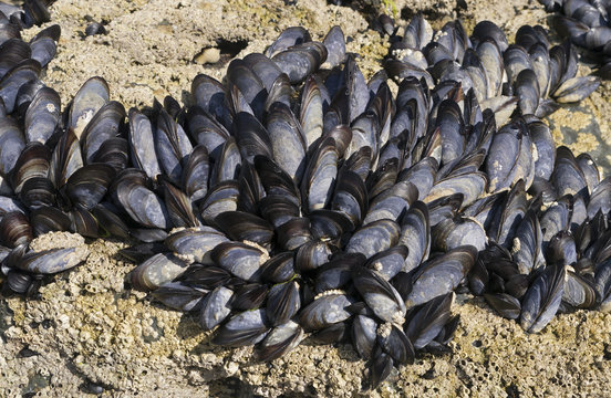 Mussels and barnacles 