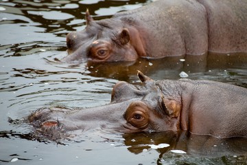 hippopotamus in water