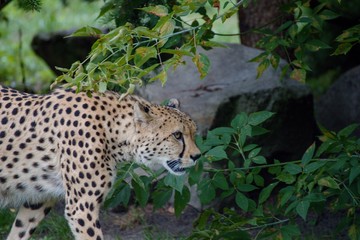 Cheetah is hunting