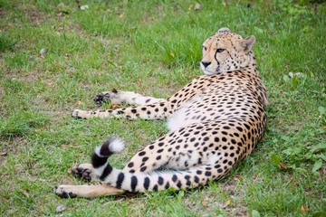 Cheetah lies on the grass