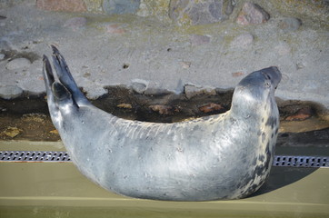 Foka szara/A grey seal