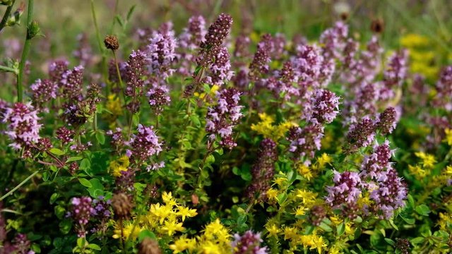 Thymus serpyllum in flower. Breckland wild thyme on meadow. Creeping thyme flowering in grassland. Aromatic and healthy Backtimjan Elfin thyme on meadow. Herbs for tea  001