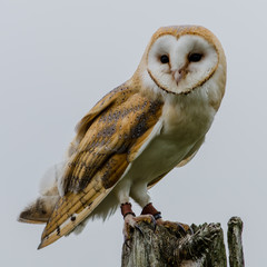 Small barn owl on post