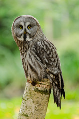 Tawny Owl face on 