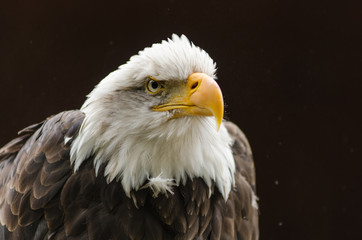 Bald Eagle close up