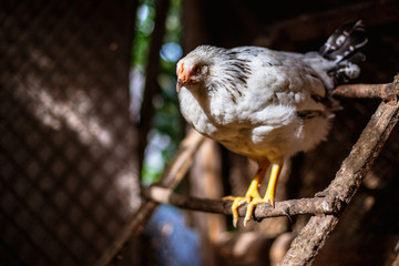 Chickens on the farm. Toned, style, color photo.