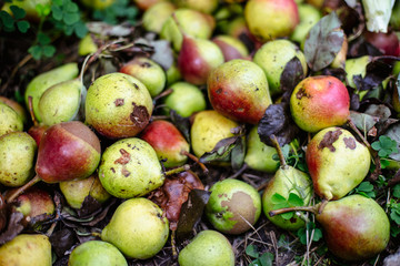 Rotten pears on the ground