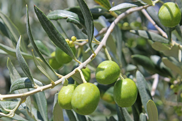 Olives vertes sur un arbre