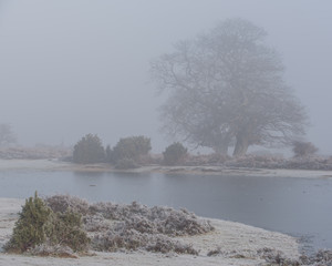 pond in mist