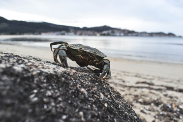 Fotograf&iacute;a de un cangrejo situado sobre una roca.
