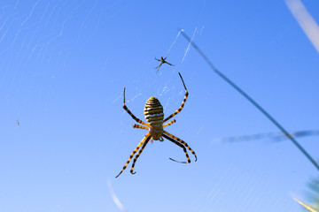 Fotografía de dos arañas, el macho y la hembra.