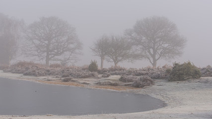 pond and trees on misty morning
