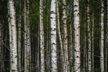 birch tree trunk textured background pattern