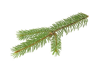 Naklejka na ściany i meble Closeup of fir branch isolated on a white background