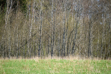 birch tree trunk textured background pattern