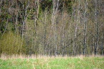 birch tree trunk textured background pattern
