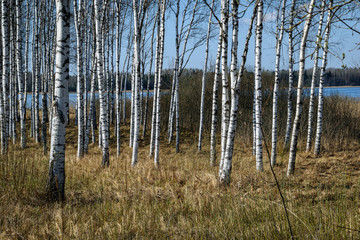 birch tree trunk textured background pattern