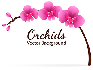 Branch with violet orchid flowers. Vector illustration © Anastasia Gapeeva